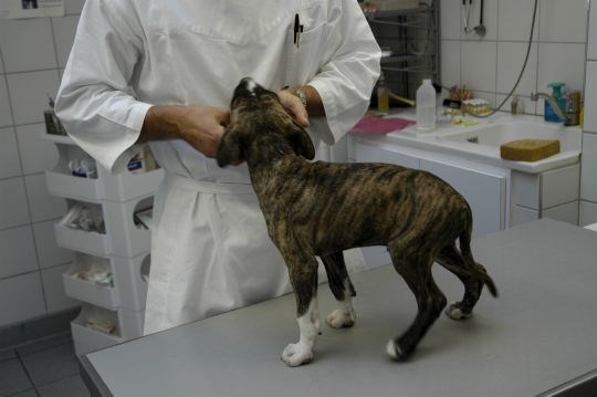 Hund hos veterinær