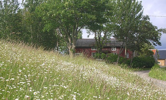 Prestekrageeng på Blomsøya.