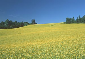 Raps åker.