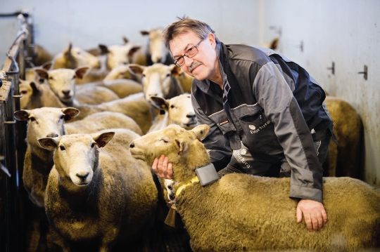 Sau med radiobjelle