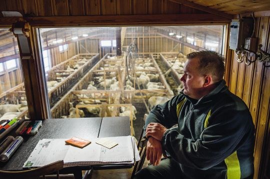 Utsikt over sauefjøset fra kjøkkenet til Jan Erik Nikolaisen Gottesjord gård Sørreisa Troms