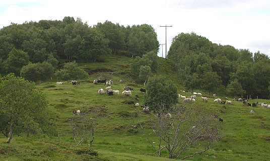 Blomøya, sau på beite.