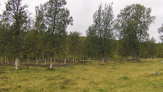 Vangrøftdalen