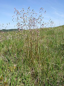 Hjertegras