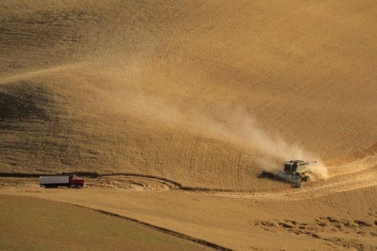 Høsting av kornåker i USA