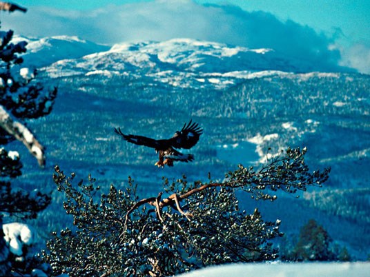 Trillemarka er et område med unike verneverdier. Foto: Asgeir Helgestad/NN/Samfoto.